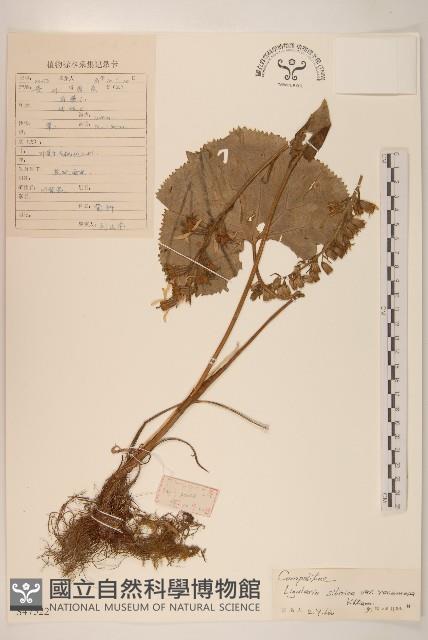 狹苞橐吾藏品圖，第1張