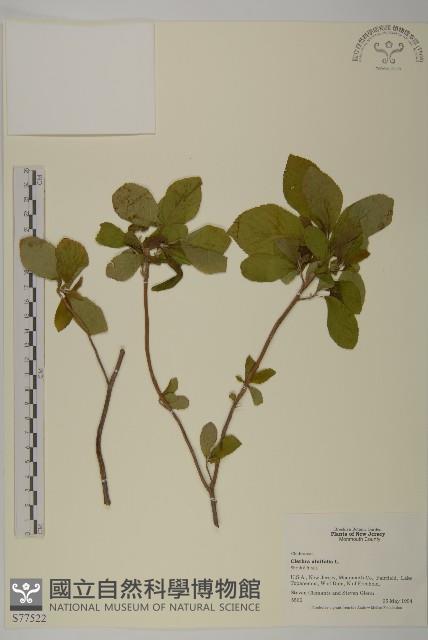 登錄號:S077522藏品圖，第1張