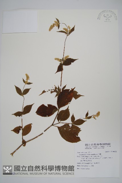 牛膝藏品圖，第1張