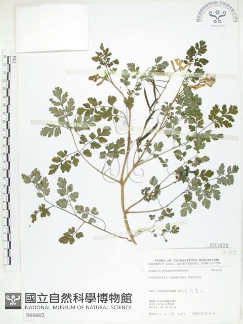 臺灣黃菫藏品圖，第1張