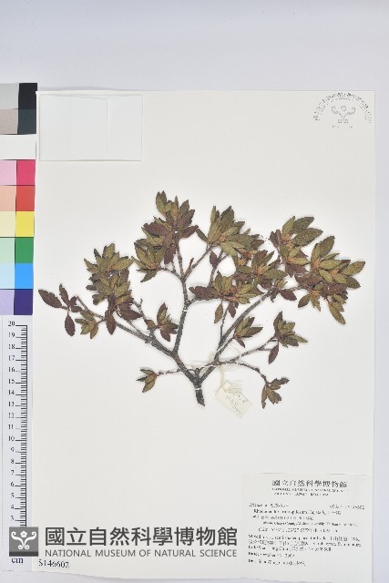 紅毛杜鵑藏品圖，第1張