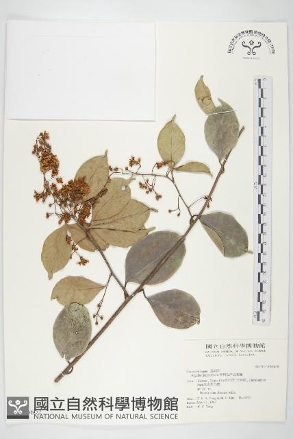 Henry's erycibe Collection Image, Figure 1, Total 2 Figures