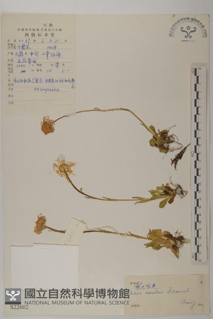 緣毛紫菀藏品圖，第1張