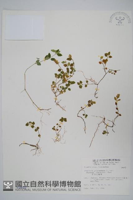 早田氏爵床藏品圖，第1張