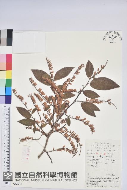 小果南燭藏品圖，第1張