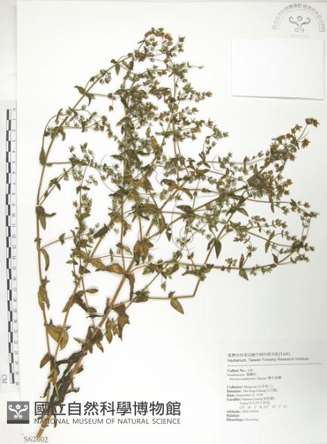 大籽當藥、巒大當藥藏品圖，第1張