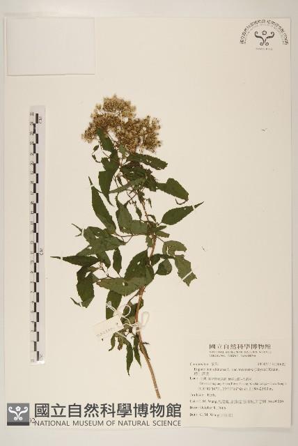 塔山澤蘭藏品圖，第1張