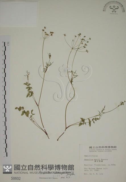 玉山茴香藏品圖，第1張