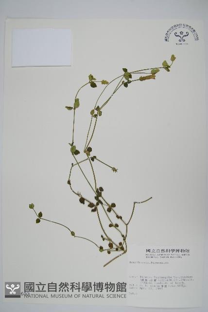 登錄號:S010602藏品圖，第1張