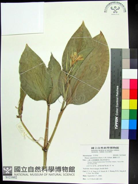 蘭嶼竹芋藏品圖，第1張