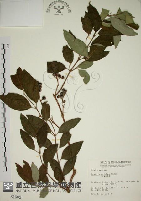 大葉溲疏藏品圖，第1張