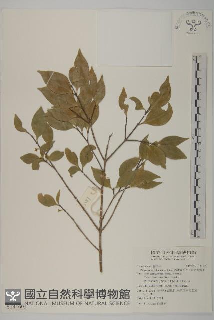 福建賽衛矛、福建假衛矛藏品圖，第1張