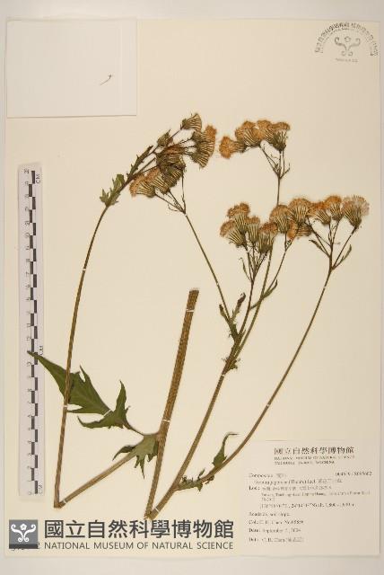 黃花三七草藏品圖，第1張