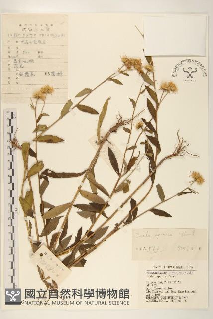 旋覆花藏品圖，第1張