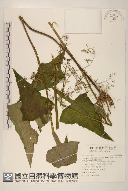 山苦藚、假福王草藏品圖，第1張