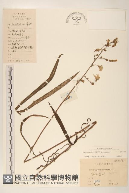 鵝仔草藏品圖，第1張