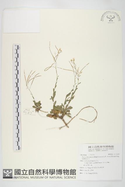 臺灣筷子芥藏品圖，第1張