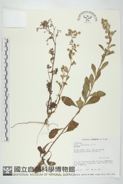 生毛將軍藏品圖，第1張