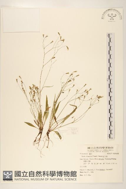 兔仔菜藏品圖，第1張