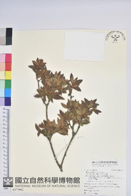 唐杜鵑、大屯杜鵑、中原氏杜鵑藏品圖，第1張