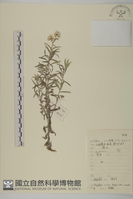 火絨草藏品圖，第1張