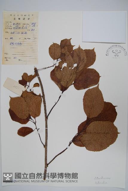 登錄號:S043602藏品圖，第1張