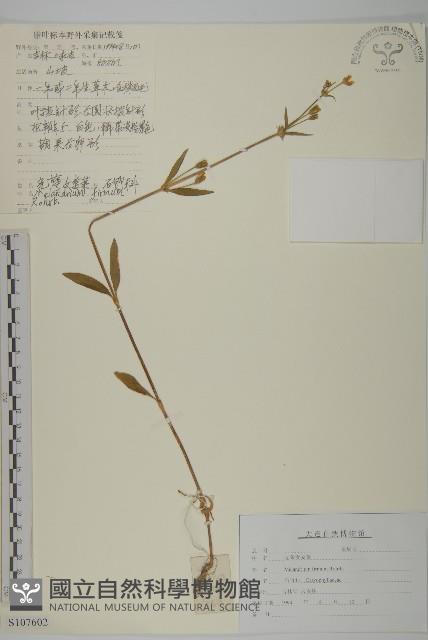 堅硬女婁菜藏品圖，第1張