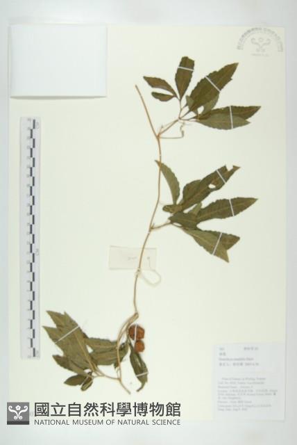 曲蓮藏品圖，第1張