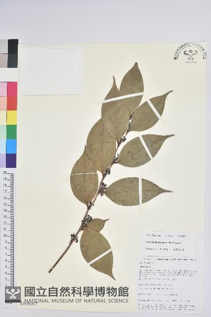 叢林白珠藏品圖，第1張