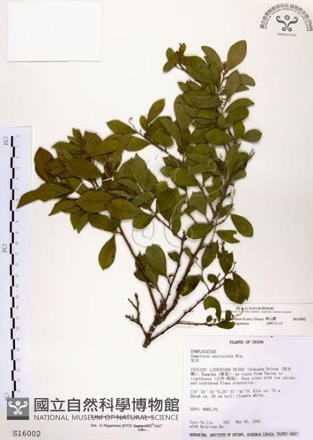 灰木藏品圖，第1張