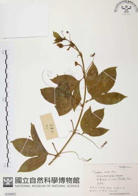 西番蓮、百香果藏品圖，第1張