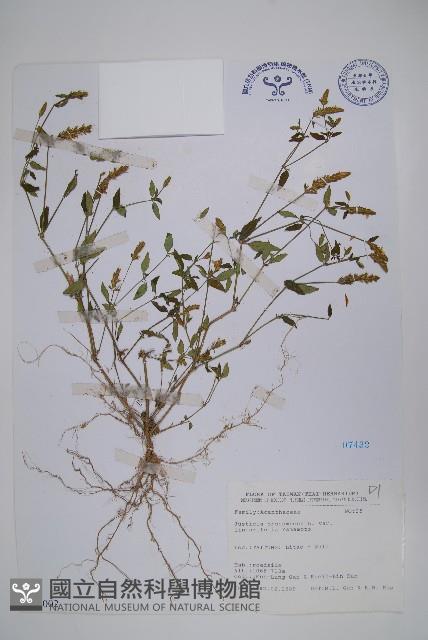 狹葉爵床藏品圖，第1張