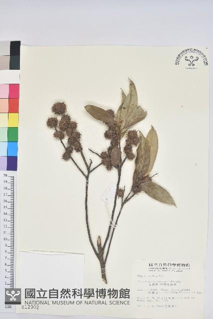 細刺苦櫧、草野錐果藏品圖，第1張