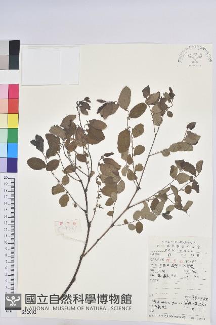 青灰葉下珠藏品圖，第1張