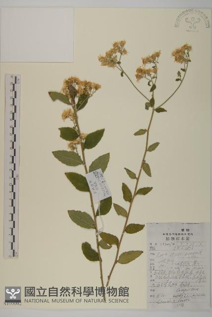 白舌紫菀藏品圖，第1張