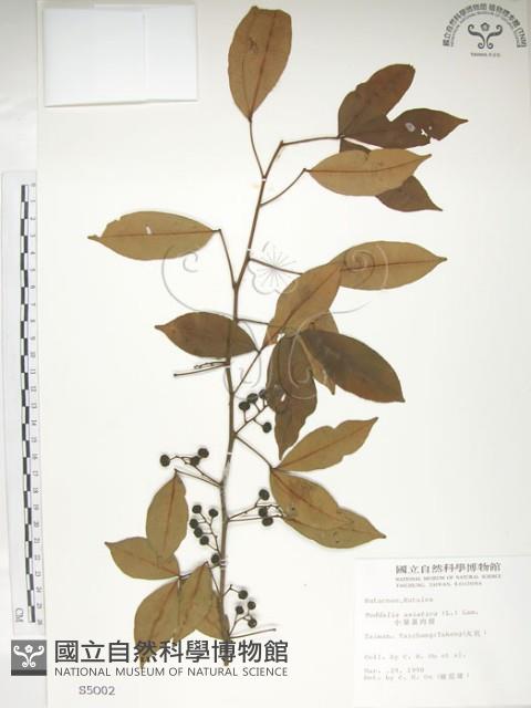 飛龍掌血藏品圖，第1張