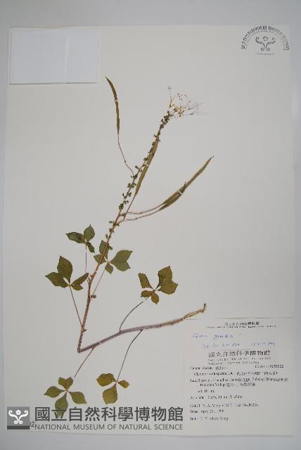 白花菜藏品圖，第1張