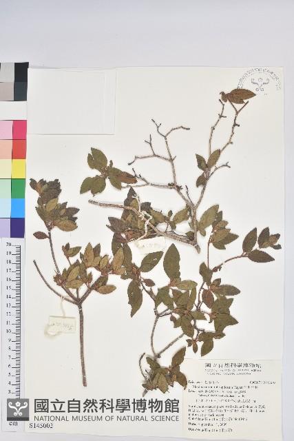 紅毛杜鵑藏品圖，第1張