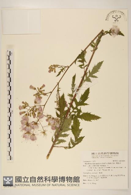 飛機草藏品圖，第1張