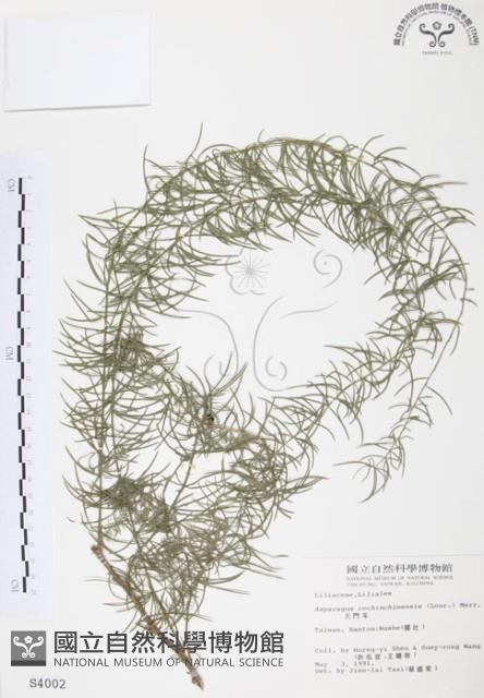 天門冬藏品圖，第1張