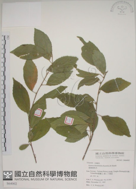 菱葉捕魚木藏品圖，第1張