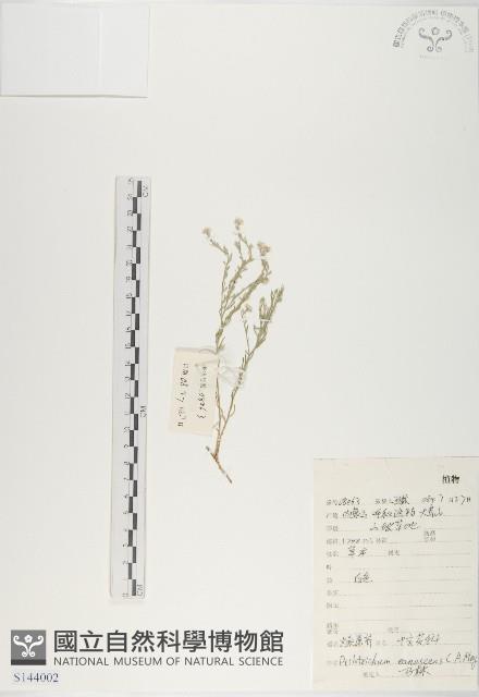 燥原薺藏品圖，第1張