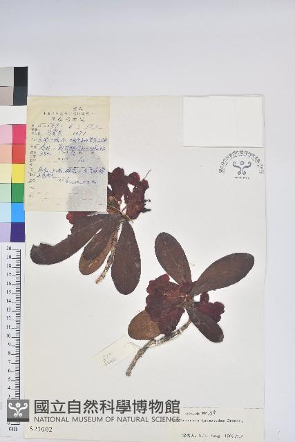 似血杜鵑藏品圖，第1張