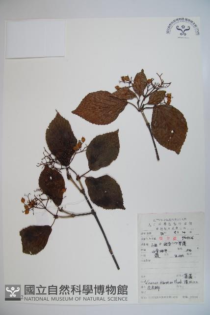 莢迷藏品圖，第1張