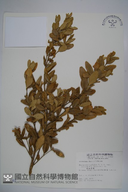 臺灣黃楊藏品圖，第1張