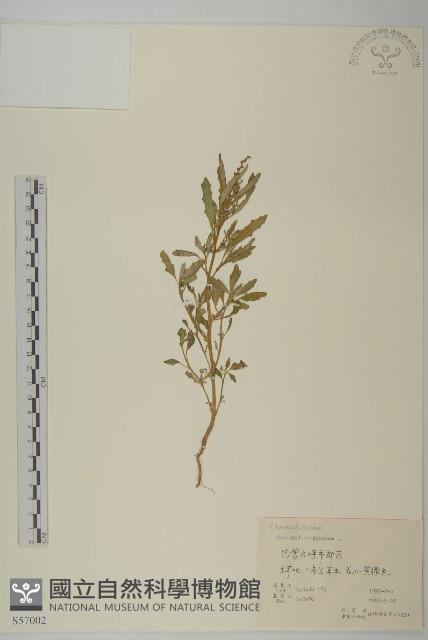 灰綠藜藏品圖，第1張