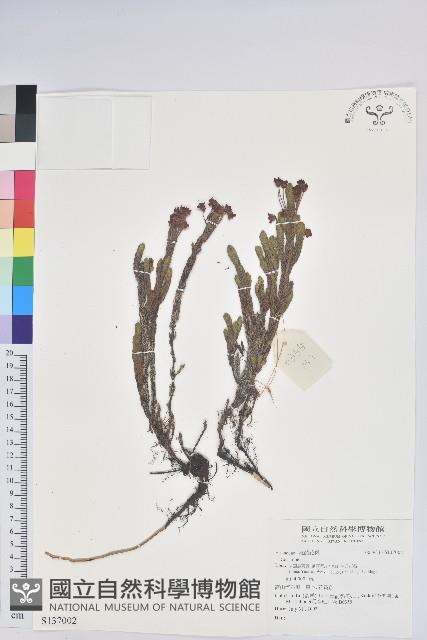 登錄號:S137002藏品圖，第1張