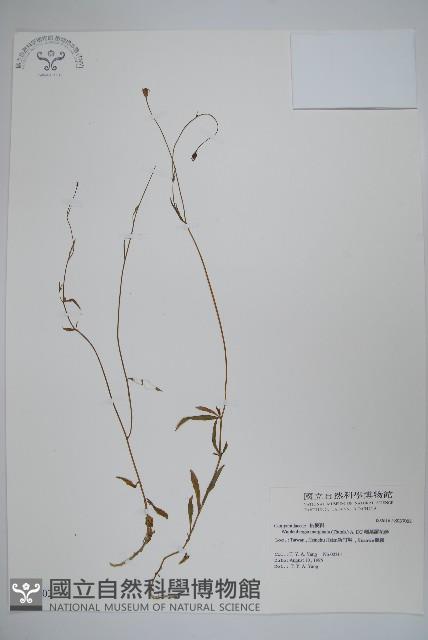 細葉蘭花參藏品圖，第1張