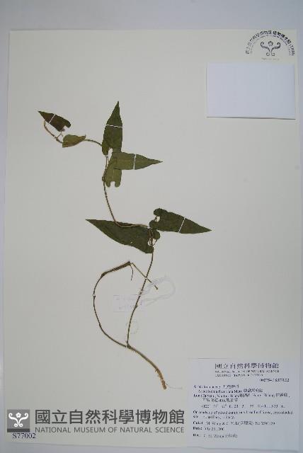 蜂窩馬兜鈴藏品圖，第1張