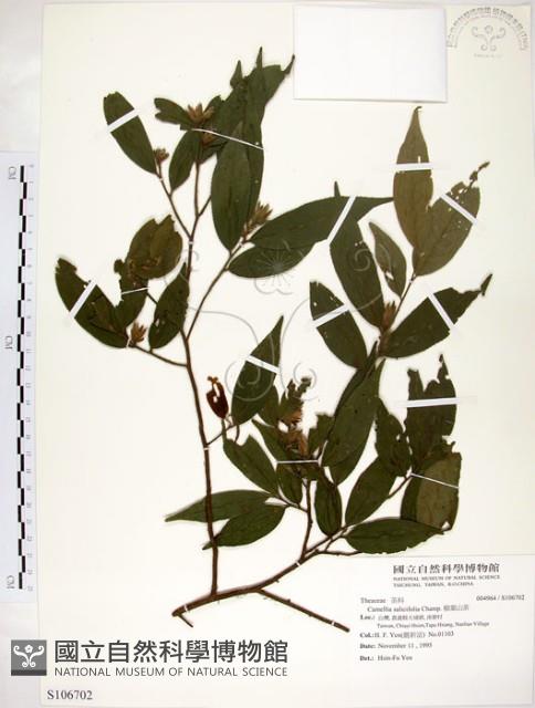 柳葉山茶藏品圖，第1張